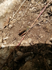 Stenobothrus rubicundulus