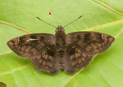 Nisoniades mimas