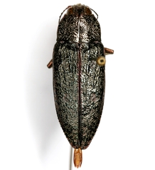 Texania langeri