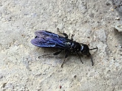 Myzinum obscurum
