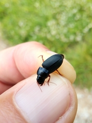 Harpalus rubripes