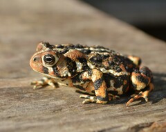 Anaxyrus americanus copei