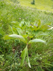 Paeonia mascula