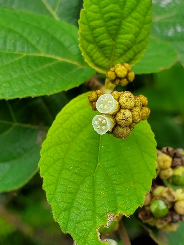Varronia polycephala Lam.