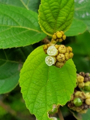 Varronia polycephala