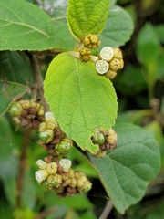 Varronia polycephala