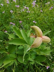 Paeonia mascula