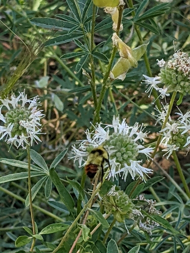 iNaturalist observation photo of Pyrobombus