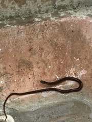 Coniophanes meridanus