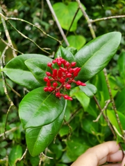 Pinochia corymbosa portoricensis