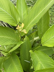 Goeppertia marantifolia