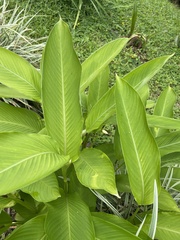 Goeppertia marantifolia