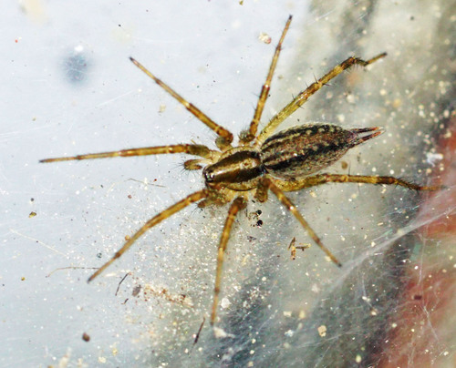Potter's Grass Spider