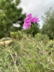 Ixia micrandra