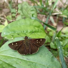 Sovia separata