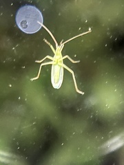 Megaloceroea recticornis