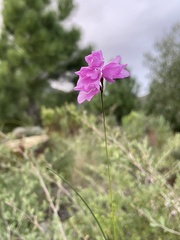 Ixia micrandra