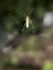 Megaloceroea recticornis