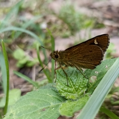 Sovia separata