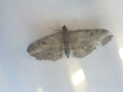 Eupithecia virgaureata