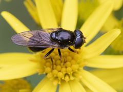Cheilosia bergenstammi