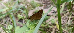Sovia separata