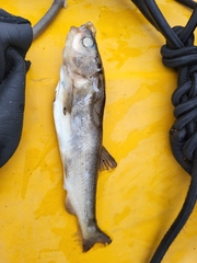 Mylocheilus caurinus