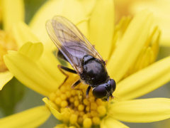 Cheilosia bergenstammi