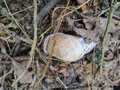 Porphyrobaphe iostoma