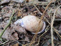 Porphyrobaphe iostoma