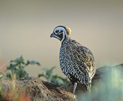 Montezuma Quail photo 5
