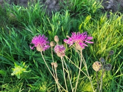 Centaurea scabiosa