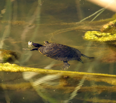 Trachemys scripta elegans