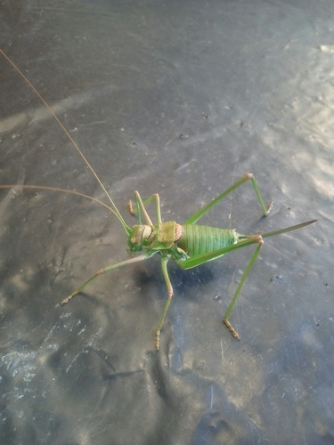 Pseudolus' Saddle Bush-cricket