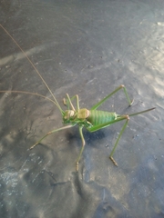 Steropleurus pseudolus