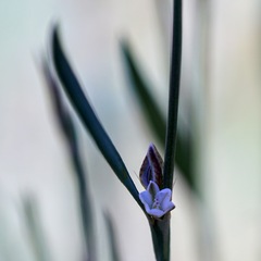 Polygonum sawatchense
