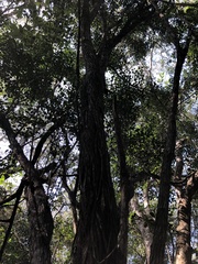 Psydrax fragrantissima