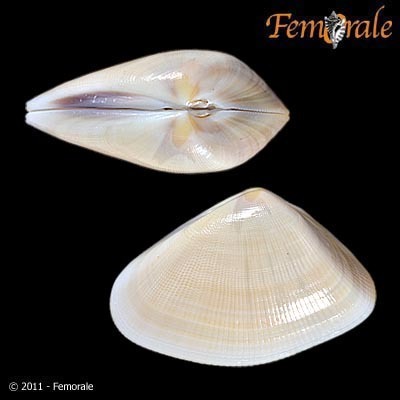 Punctate Donax