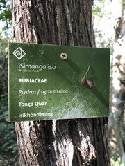 Psydrax fragrantissima