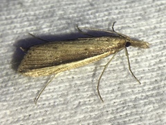 Donacaula albicostellus