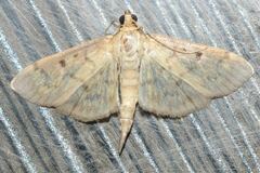 Herpetogramma fluctuosalis