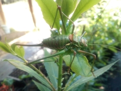 Steropleurus pseudolus