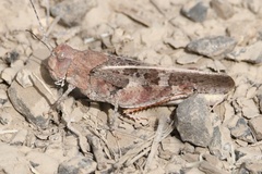 Cratypedes neglectus