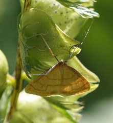 Anania crocealis
