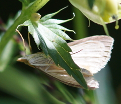Anania crocealis