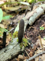Xylaria ellisii
