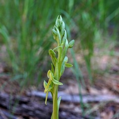 Platanthera brevifolia