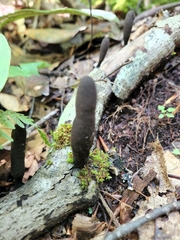 Xylaria ellisii