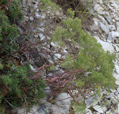 Odontarrhena muralis