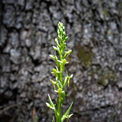 Platanthera brevifolia